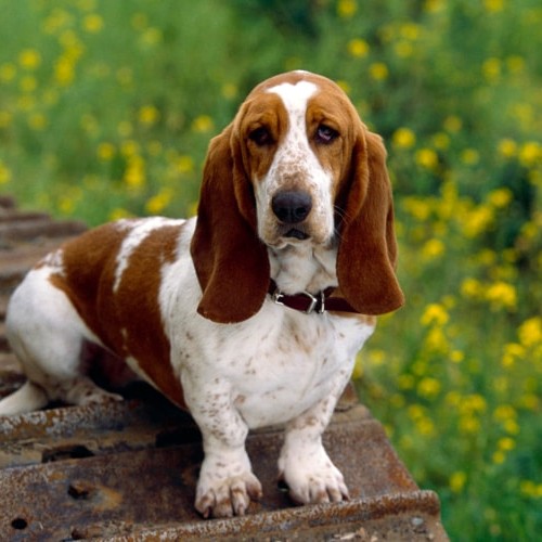 Basset Hound : Banho com tosa higiênica