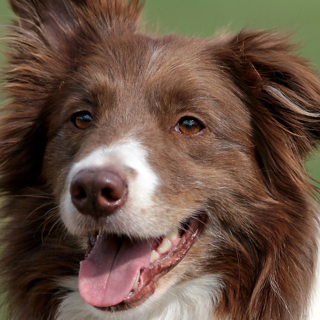 Border Collie: Banho + Tosa Higiênica