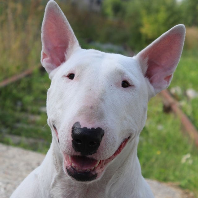 Bull Terrier: Banho + Tosa Higiênica