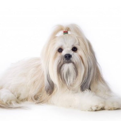 Lhasa Apso 01: Banho+Tosa Higiênica