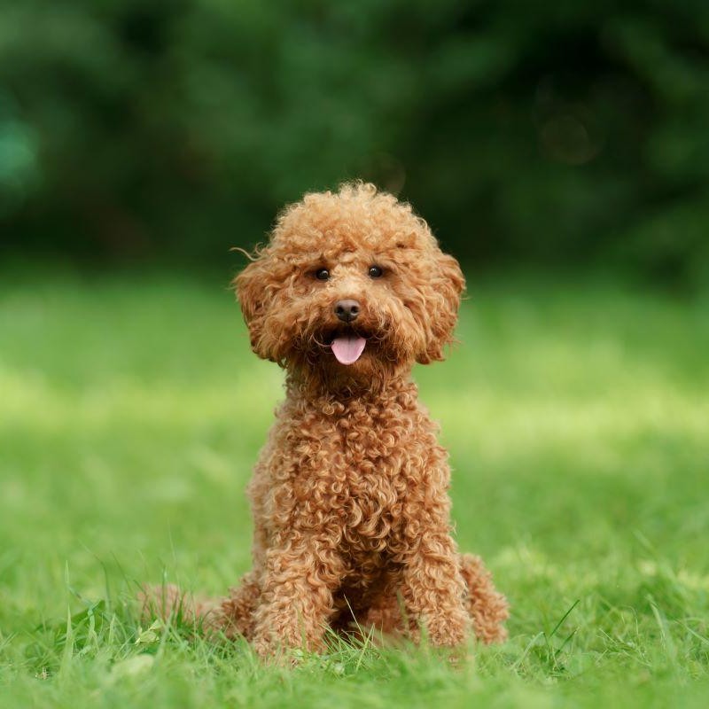 Poodle Pequeno 01: Banho + Tosa Higiênica