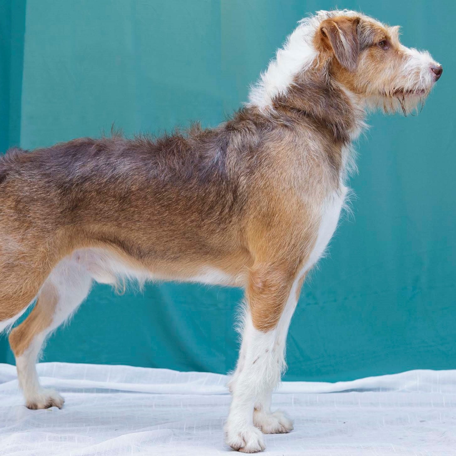 SRD porte médio de 10 a 20 kilos 01: Banho + Tosa Higiênica