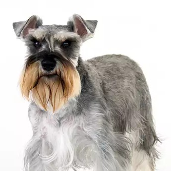 Schnauzer 01: Banho + Tosa Higiênica