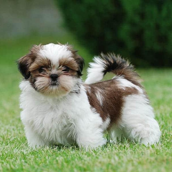 Shih Tzu 03: Banho + Tosa Geral