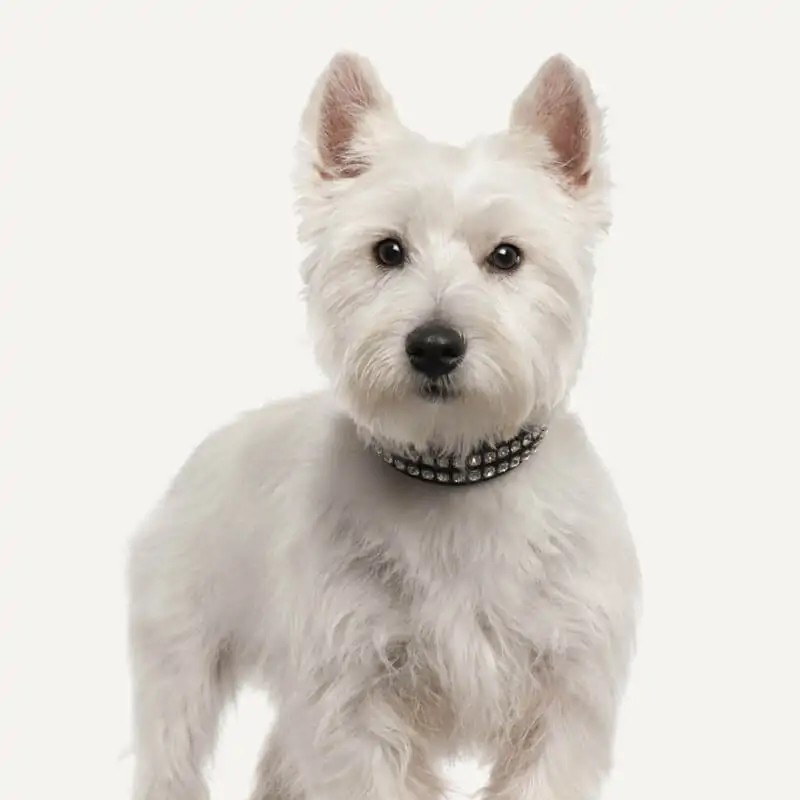 West Terrier 02: Banho + Tosa Geral