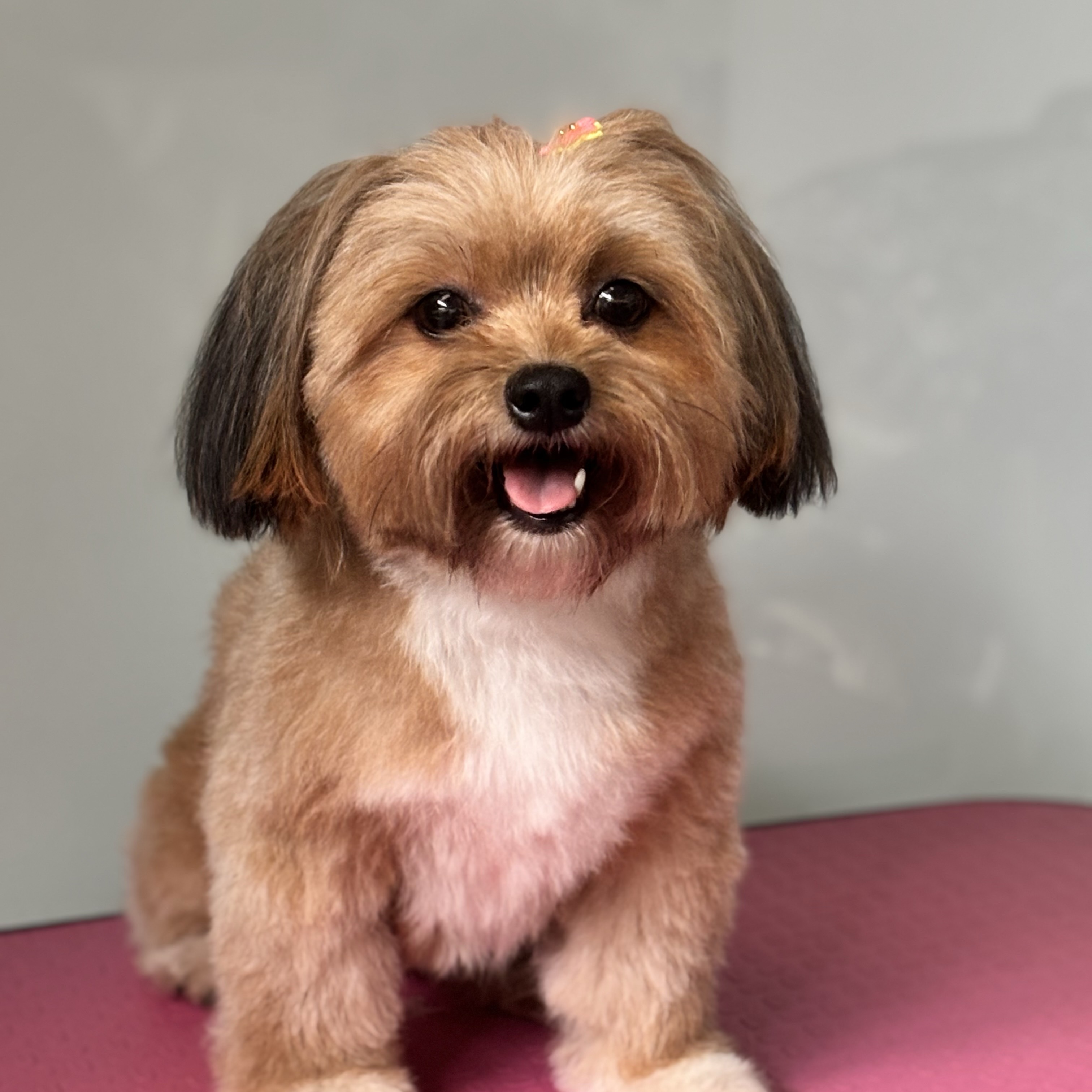 Banho pelo médio - a partir de R$50