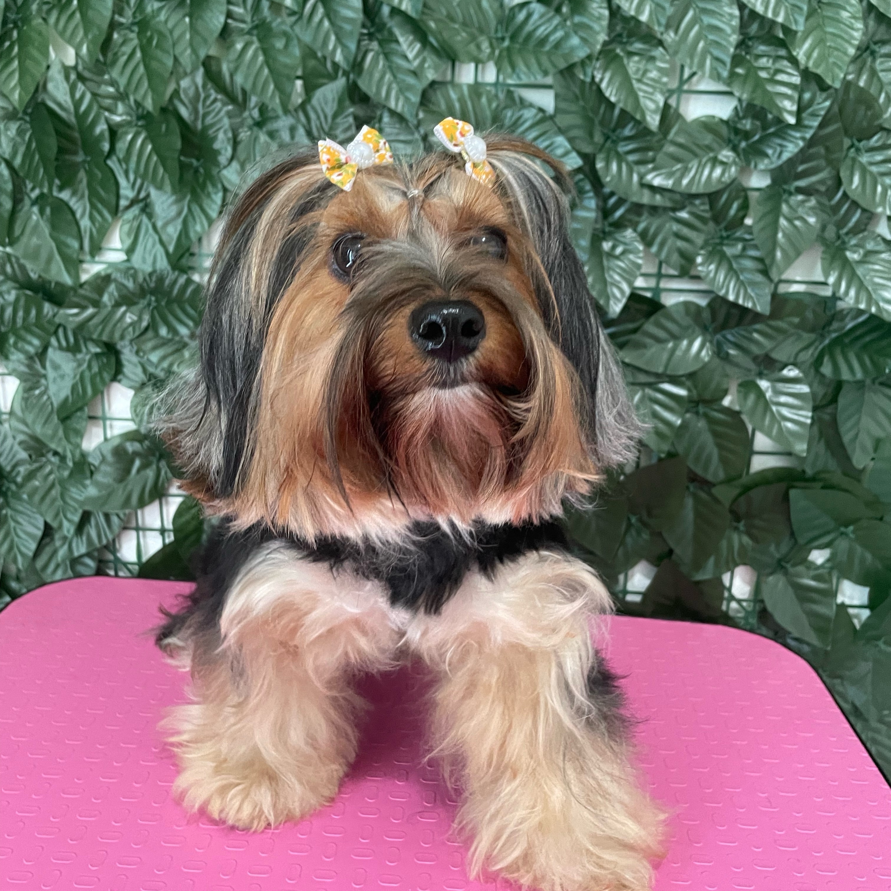 Hidratação da pelagem