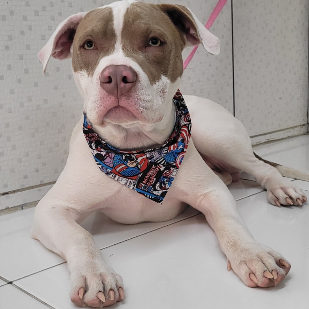 BANHO PITBULL (FILHOTE)