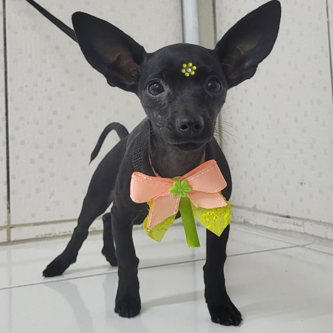 BANHO PINSCHER