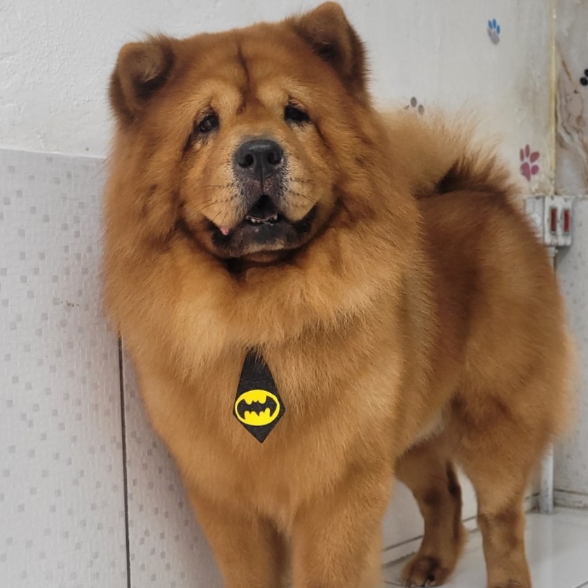 BANHO CHOW CHOW (ADULTO)