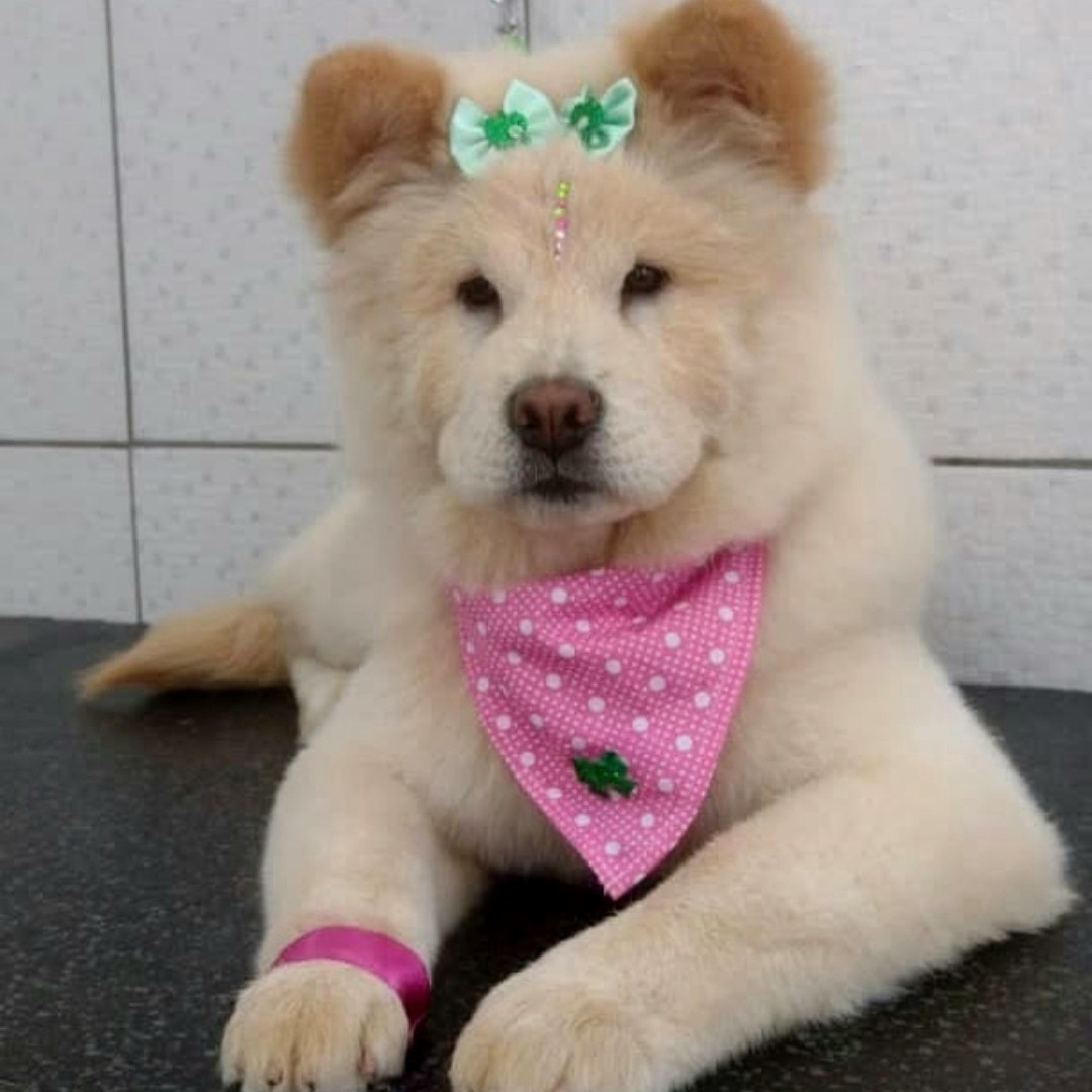 BANHO CHOW CHOW (FILHOTE)
