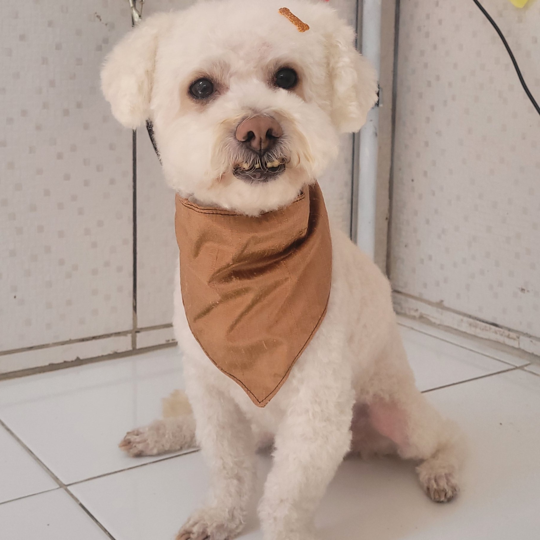 TOSA MÁQUINA e Banho