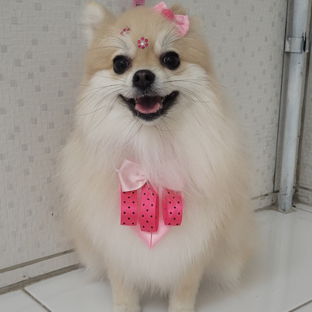 BANHO SPITZ PEQUENO
