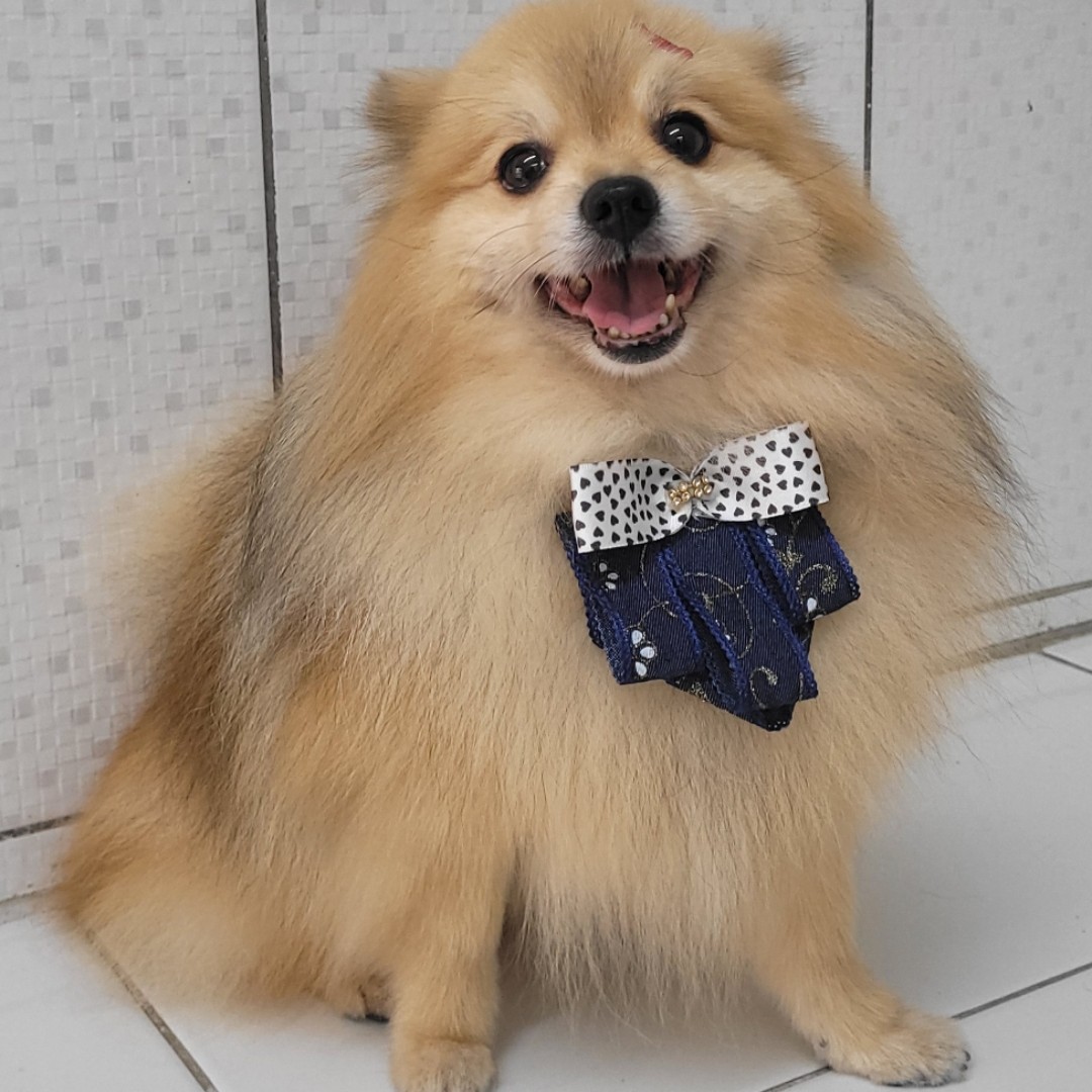 BANHO SPITZ MEDIO