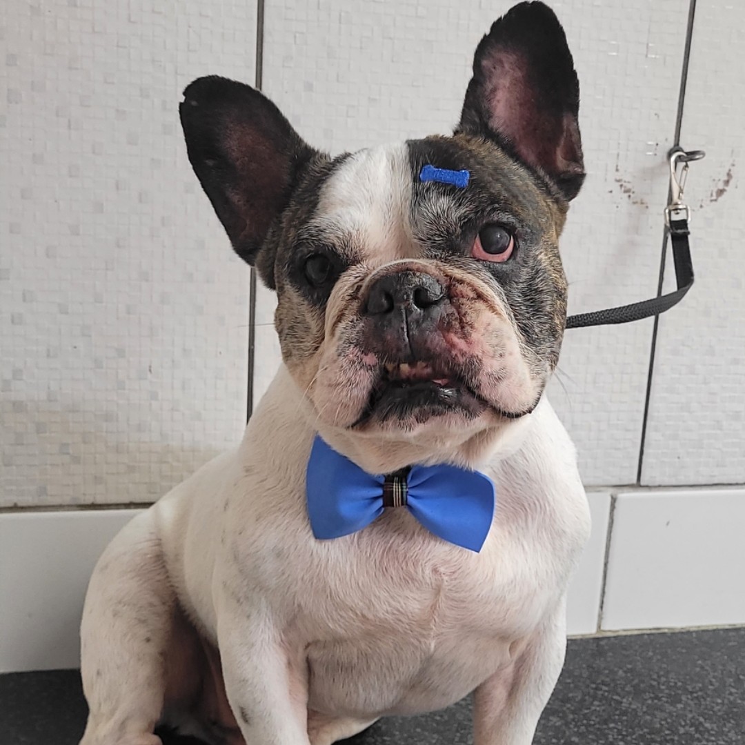 BANHO BULDOGUE