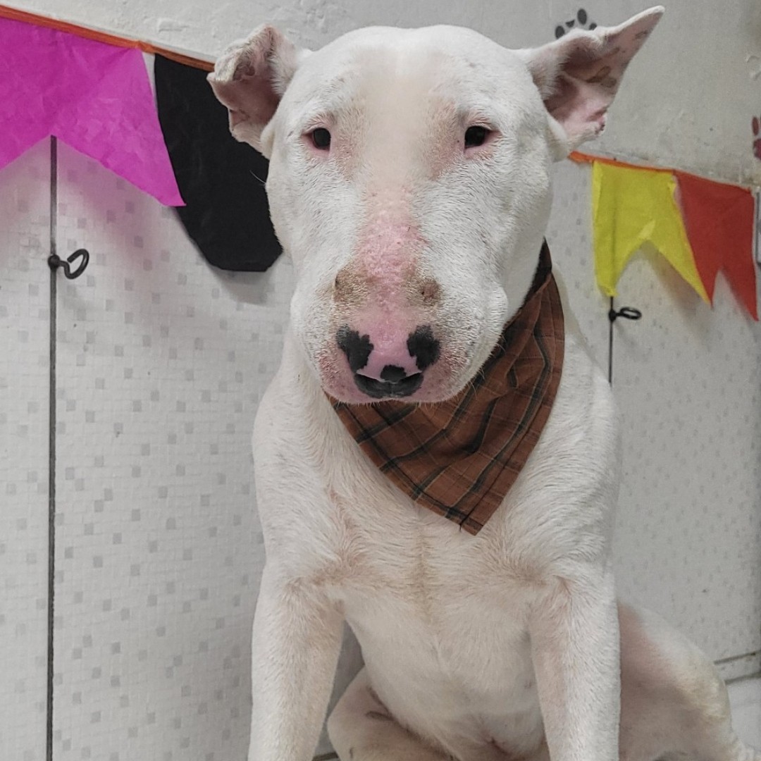 BANHO BULL TERRIER