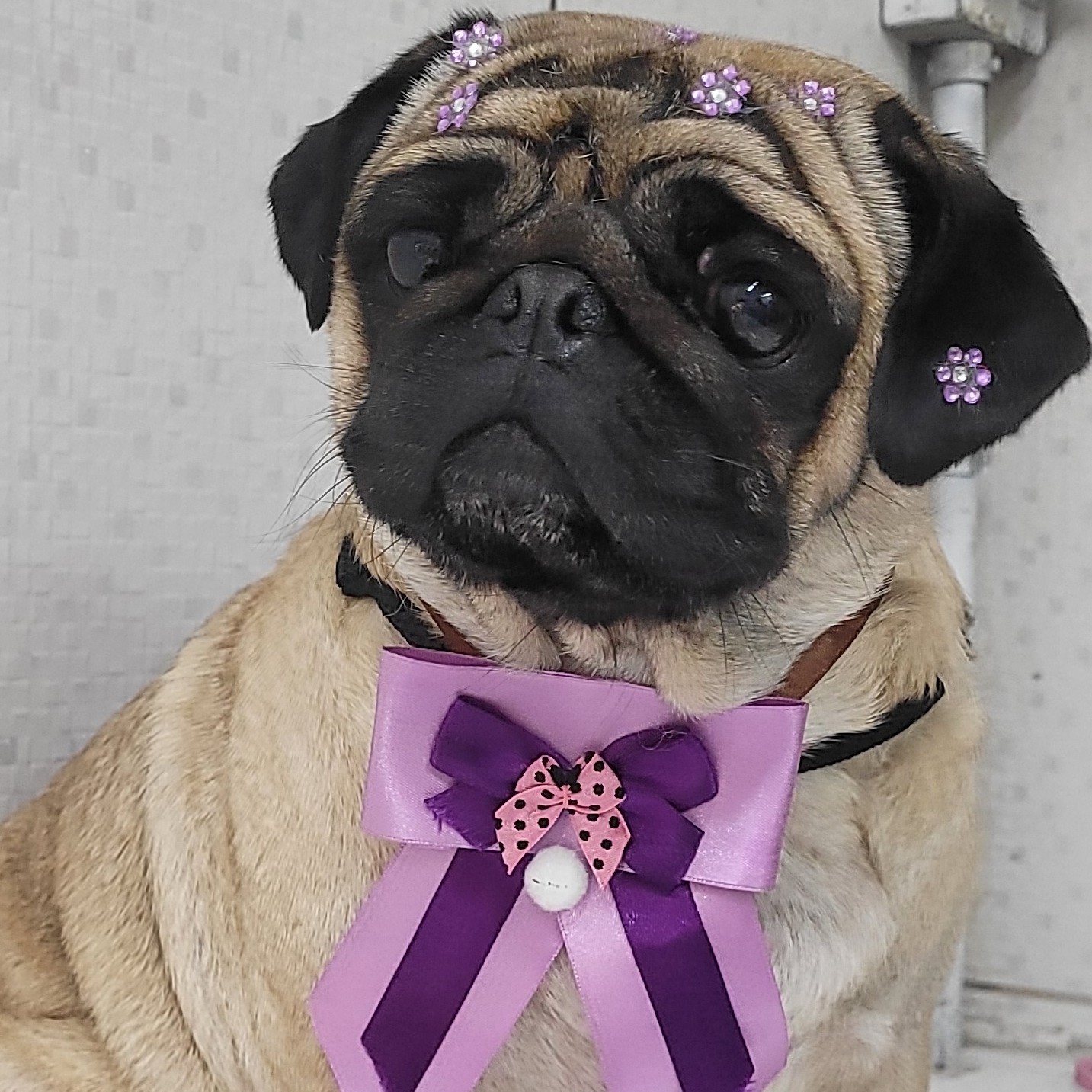 BANHO PUG