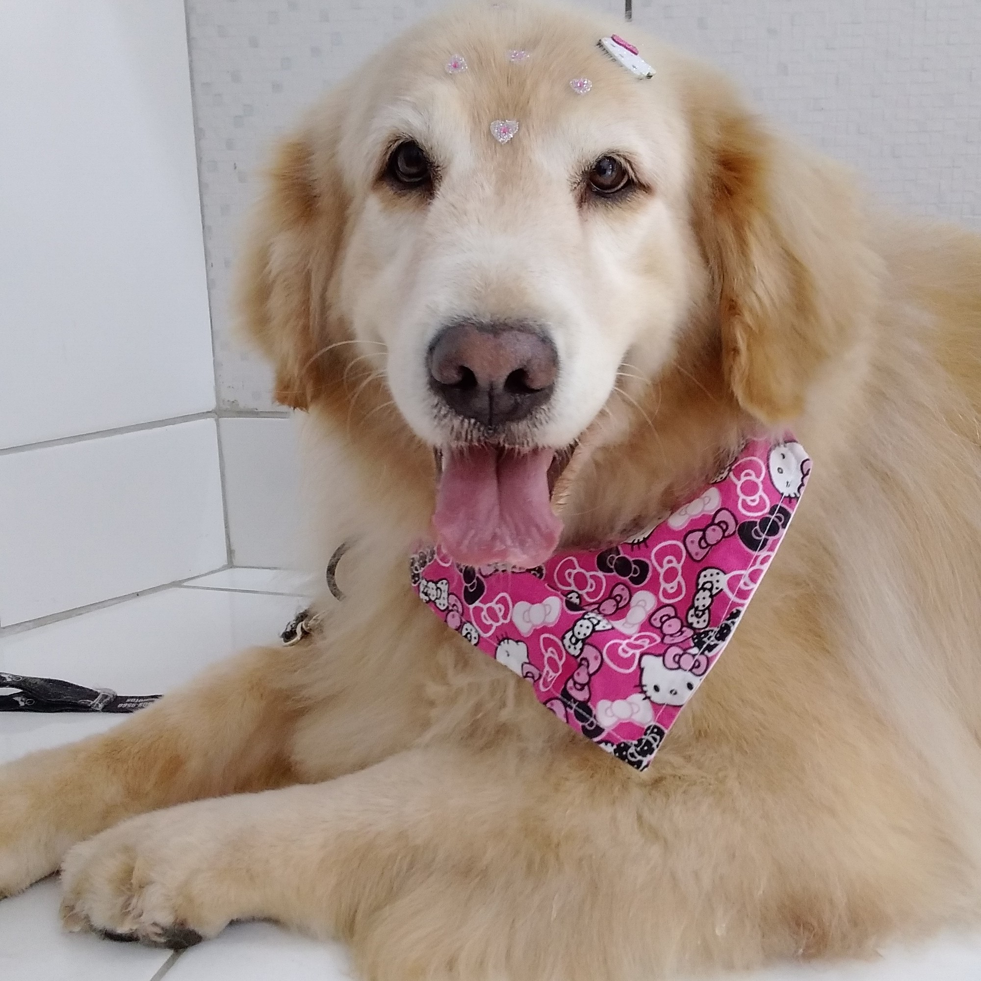 BANHO GOLDEN (ADULTO)