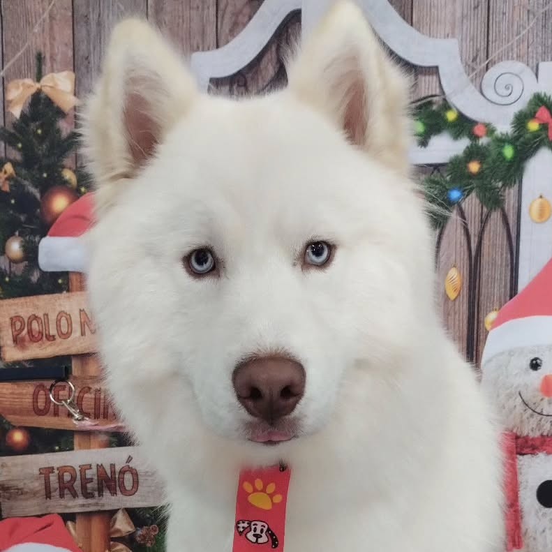 Banho Husky/Border Collie