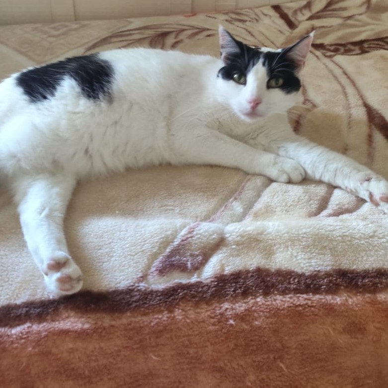 Sessão de Psicoterapia