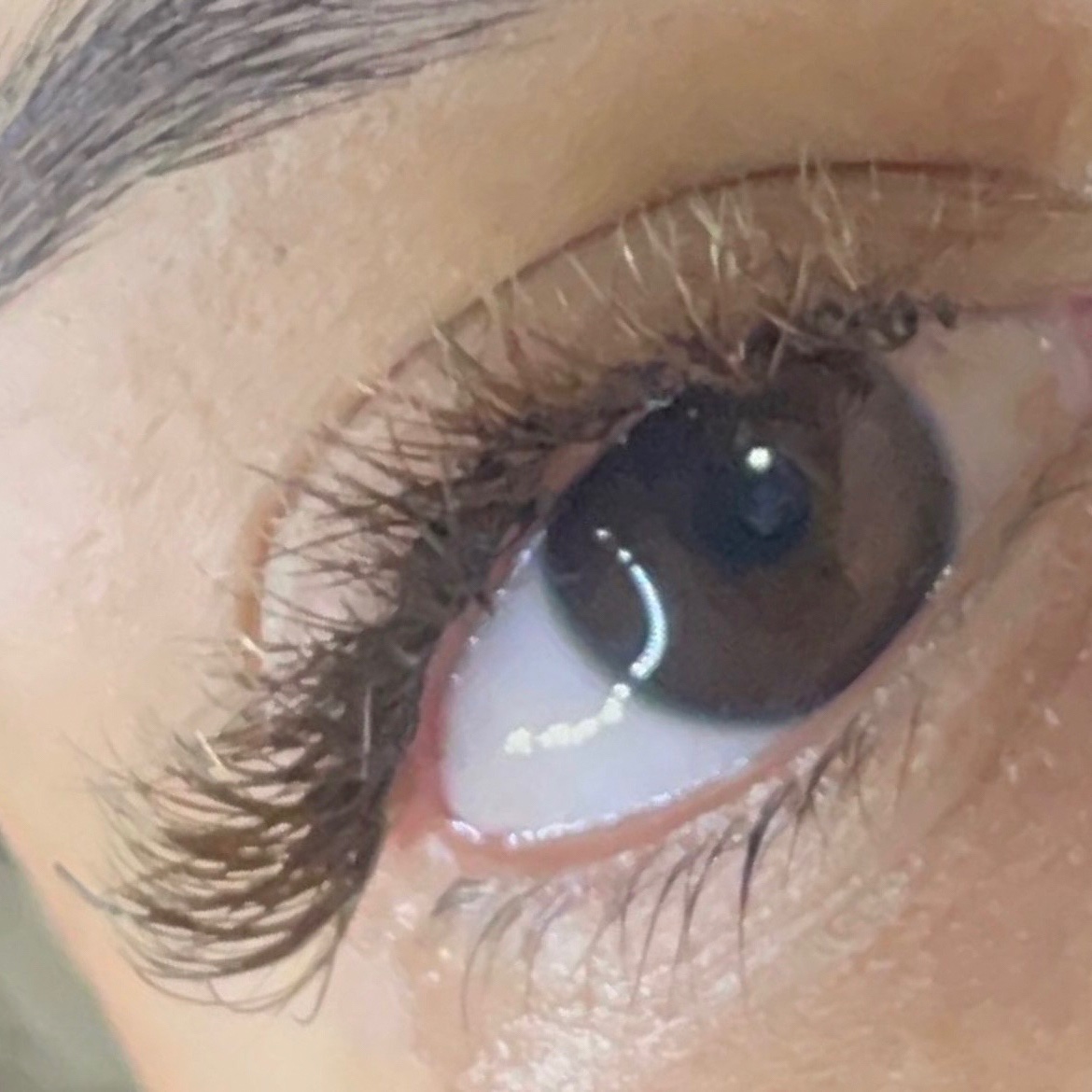 brasileiro marrom manutenção