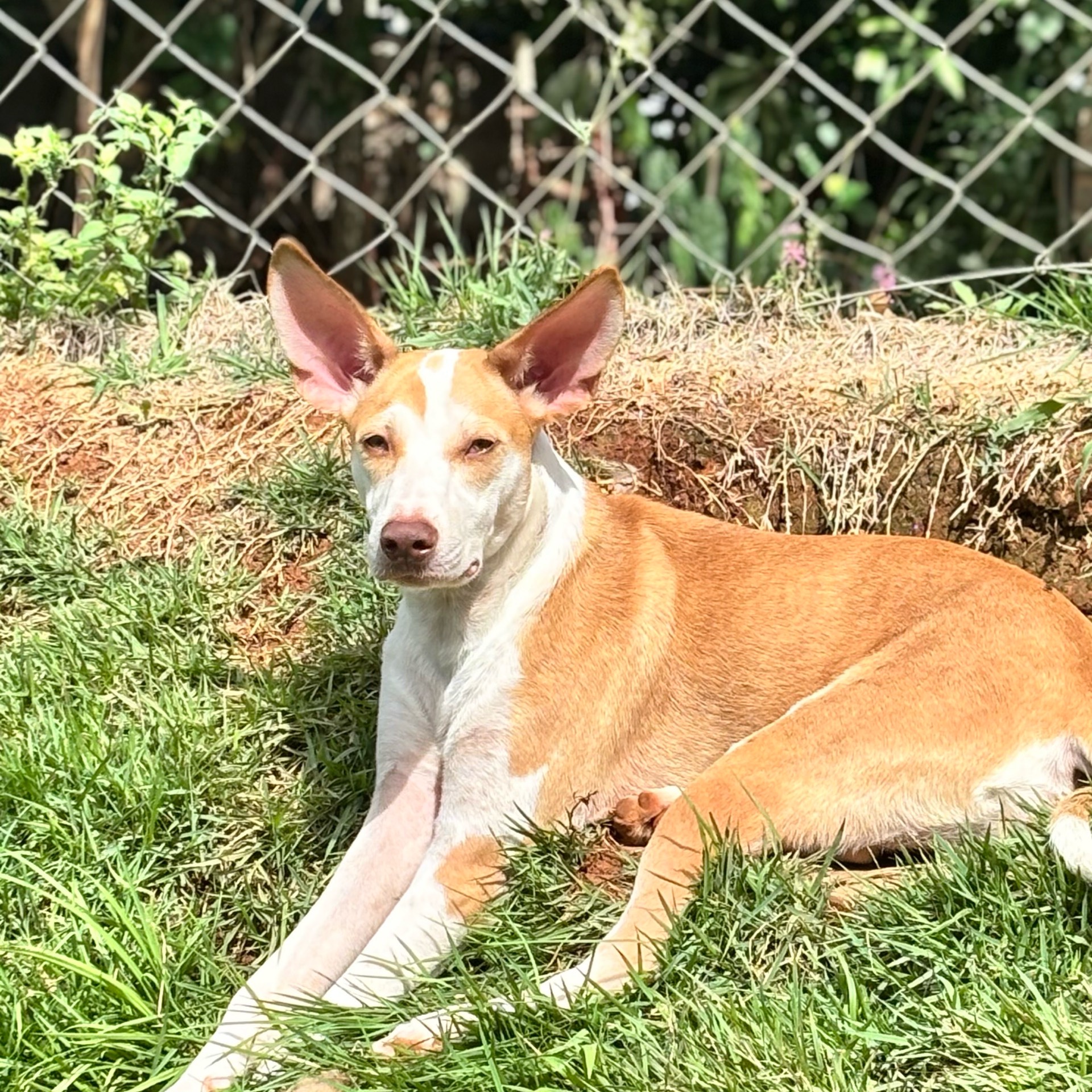 Banho cães porte P Pinscher Chiuaua