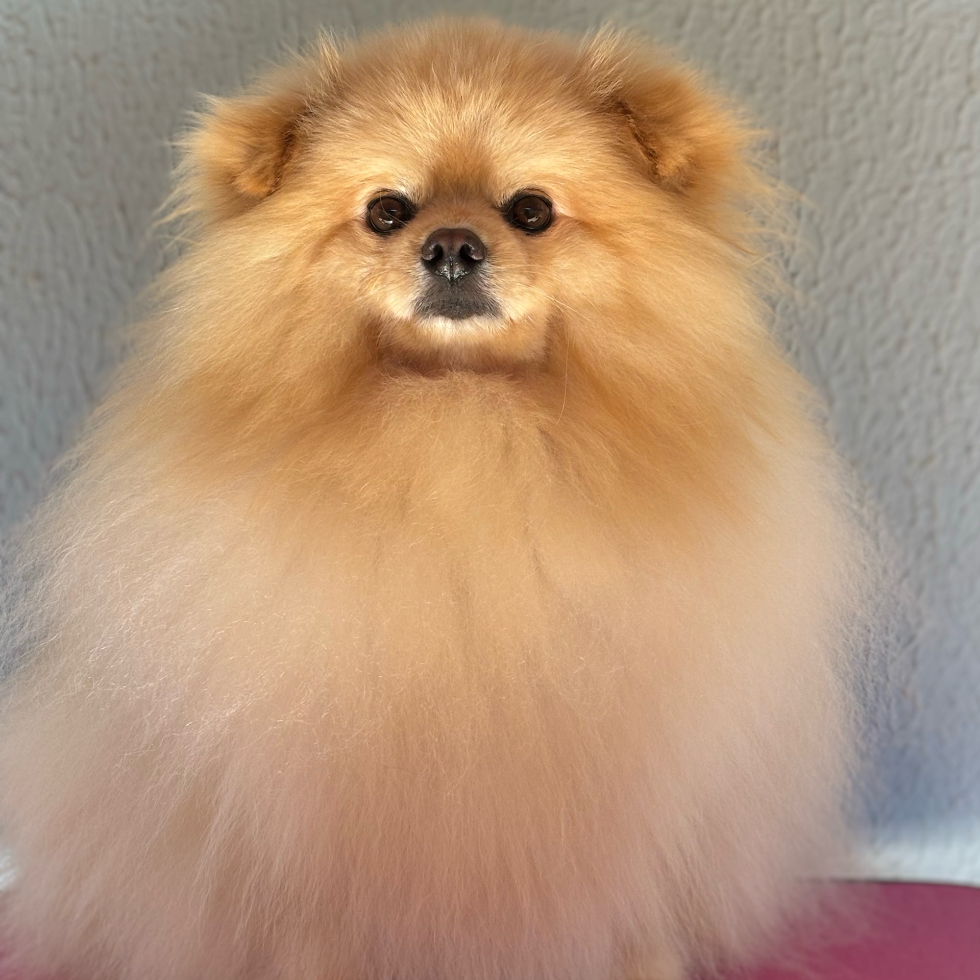 Banho pelo longo - a partir de R$50 Lhasa spitz outros