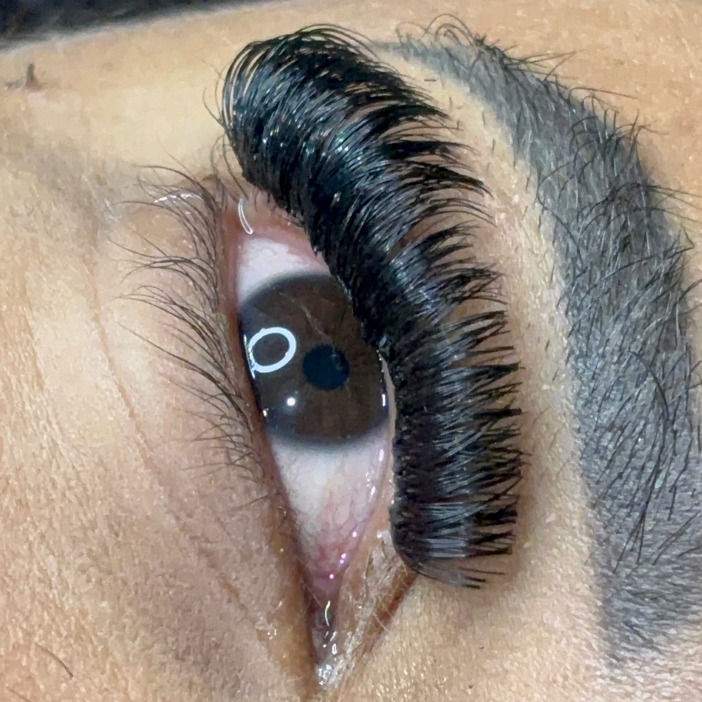 Seda Borboleta